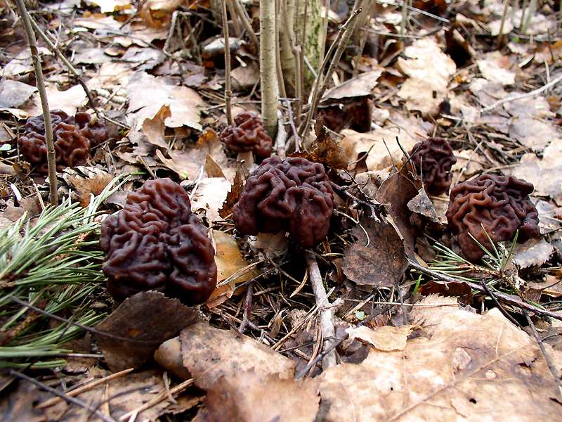 False morel — Photographs 2