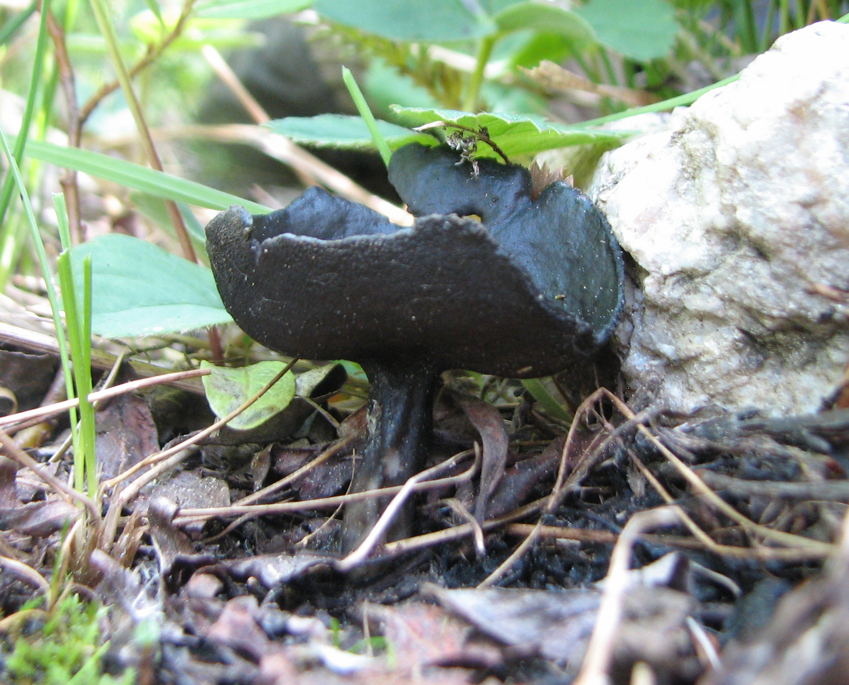 Helvella corium — Photographs 1