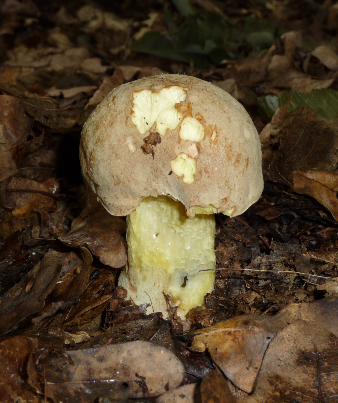 Iodine bolete — Photographs 1