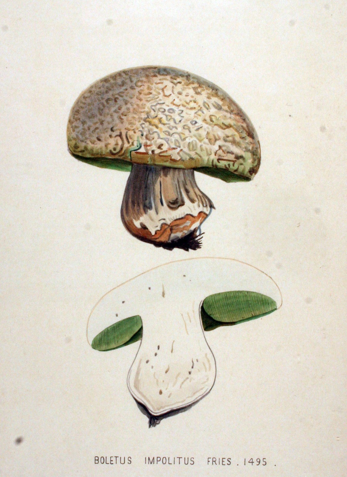 Iodine bolete — Photographs 2