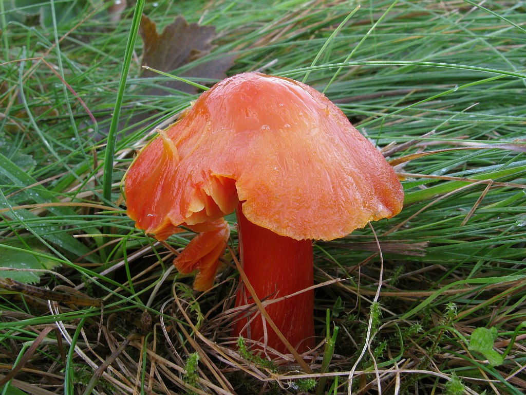 Гигроцибе пунцовая — Фотографии 2
