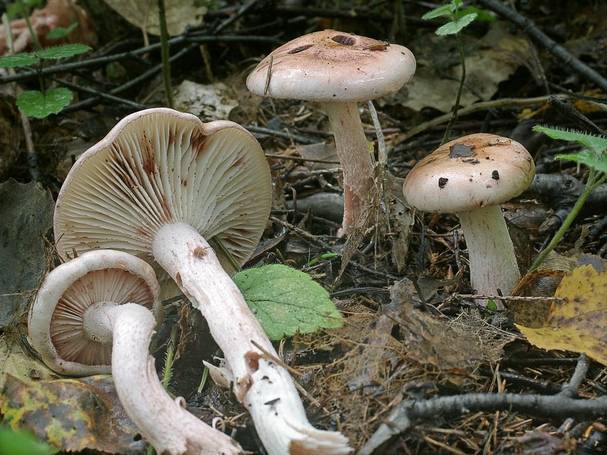 Rasiger Purpur-Schneckling — Fotos 1