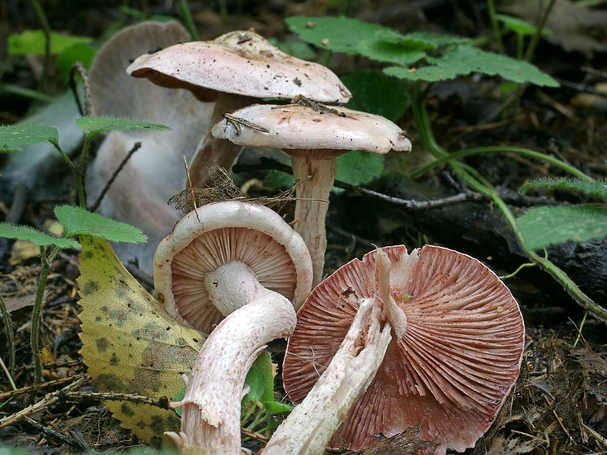 Rasiger Purpur-Schneckling — Fotos 2