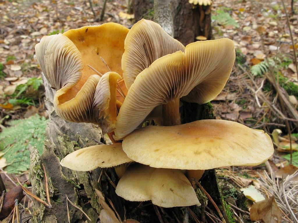 Graublättriger Schwefelkopf — Fotos 1