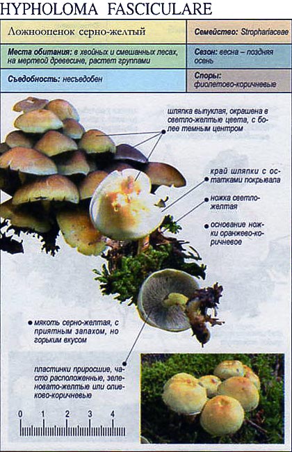 Ложноопёнок серно-жёлтый — Фотографии 3