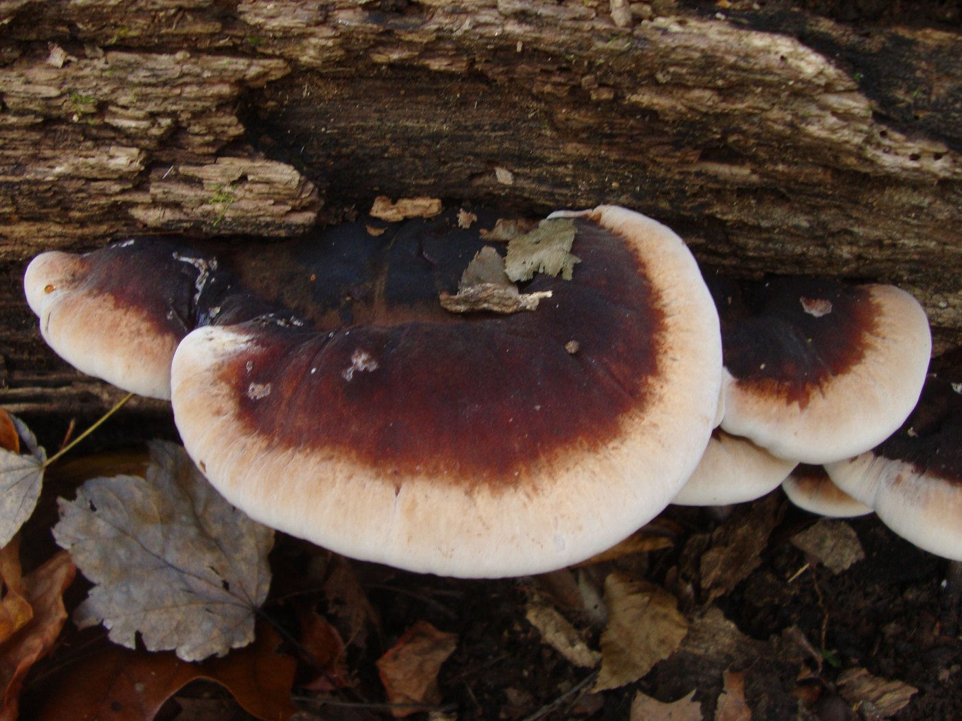 Resinous polypore — Photographs 1