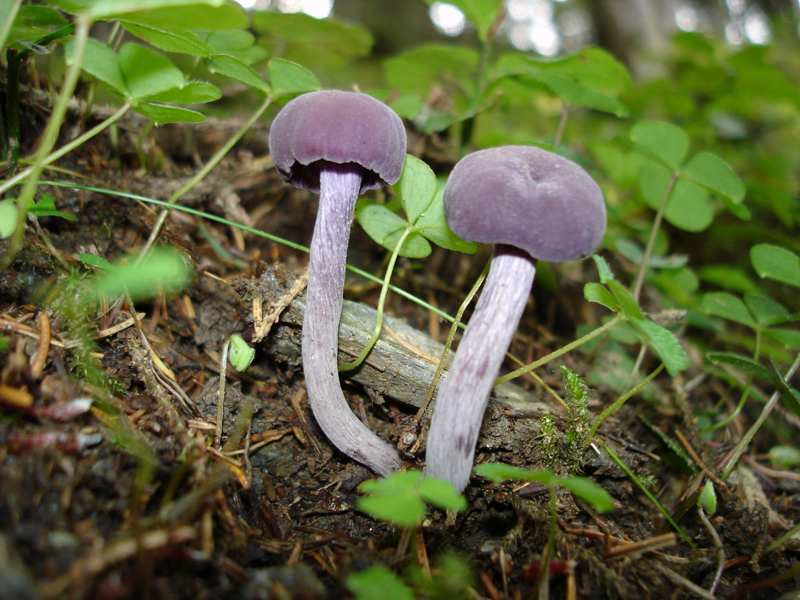 Amethyst deceiver — Photographs 1