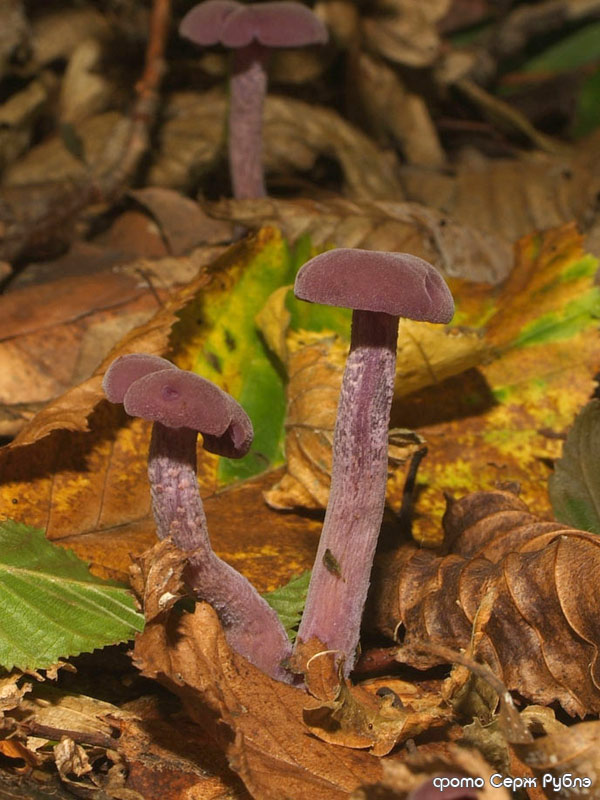 Amethyst deceiver — Photographs 2