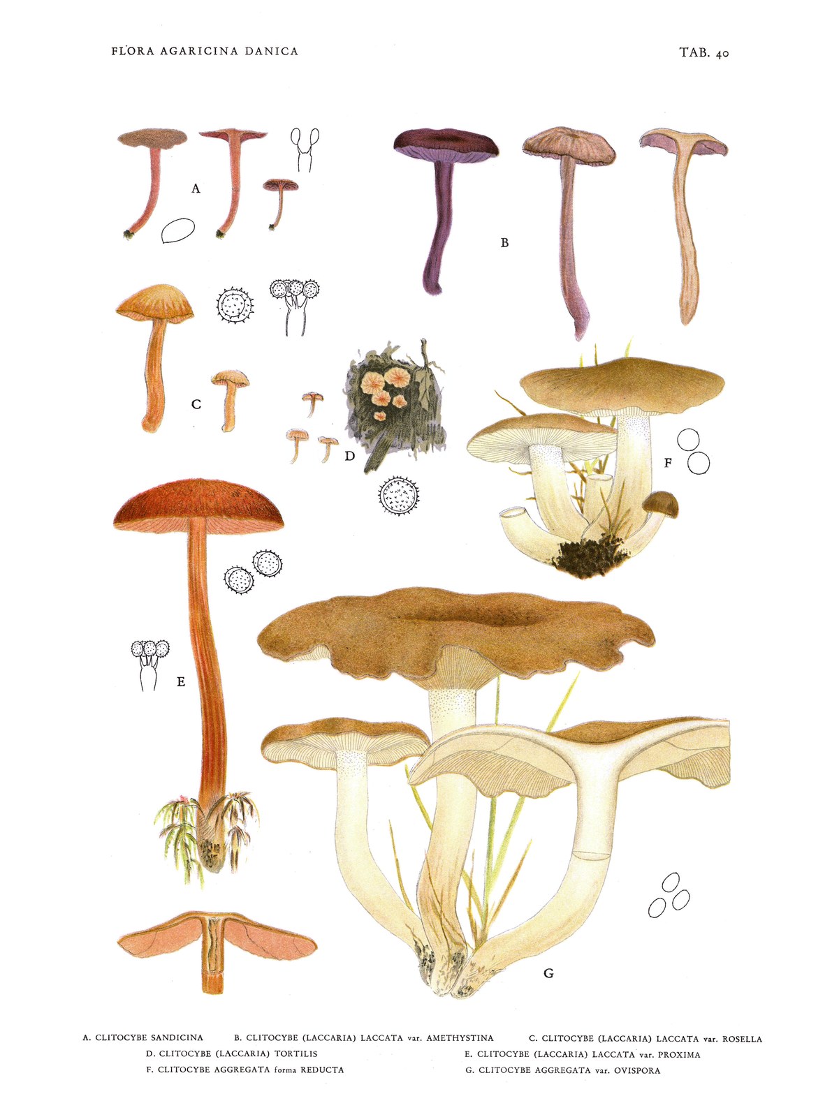 Amethyst deceiver — Photographs 3