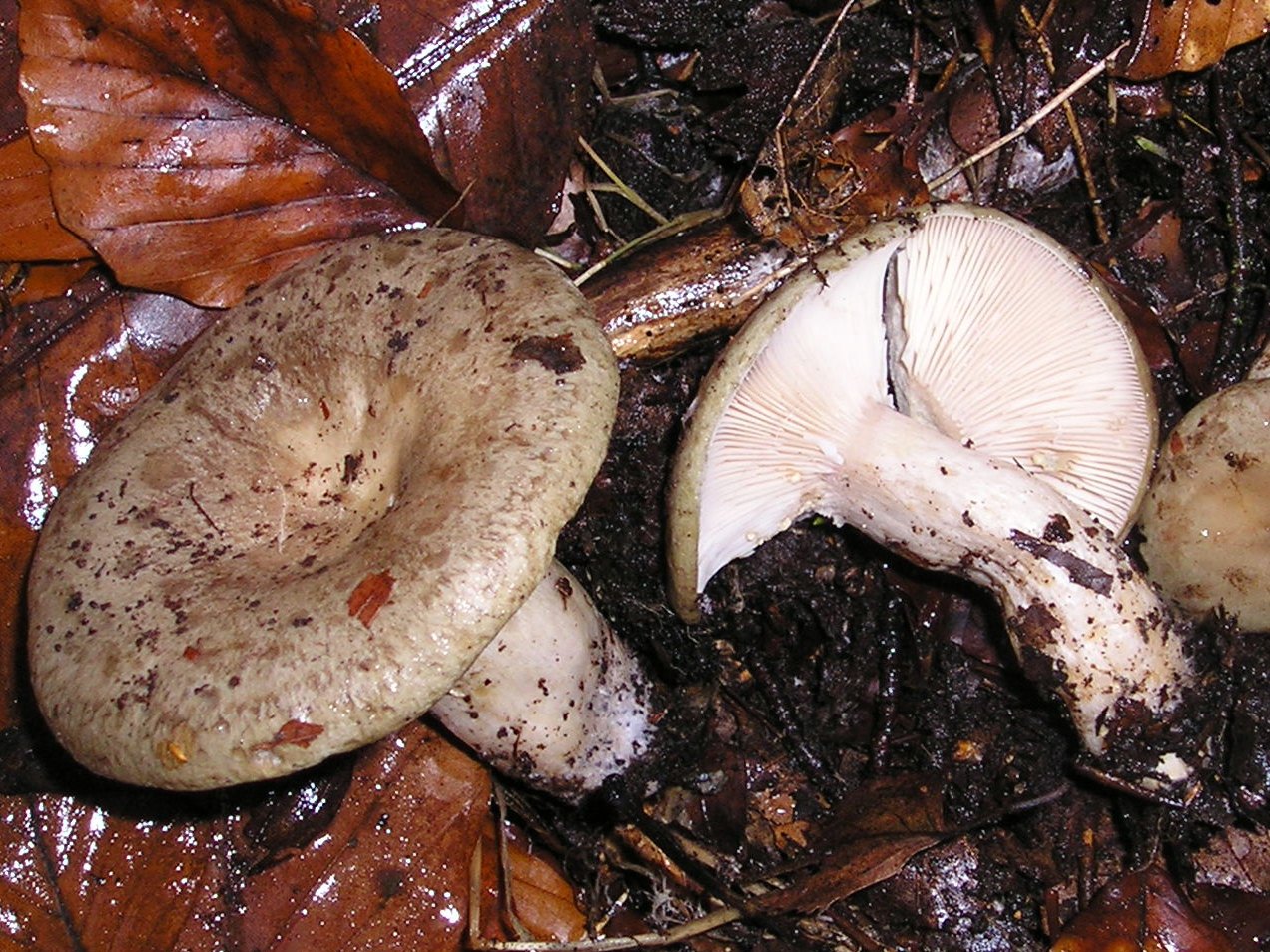 Beech milkcap — Photographs 1