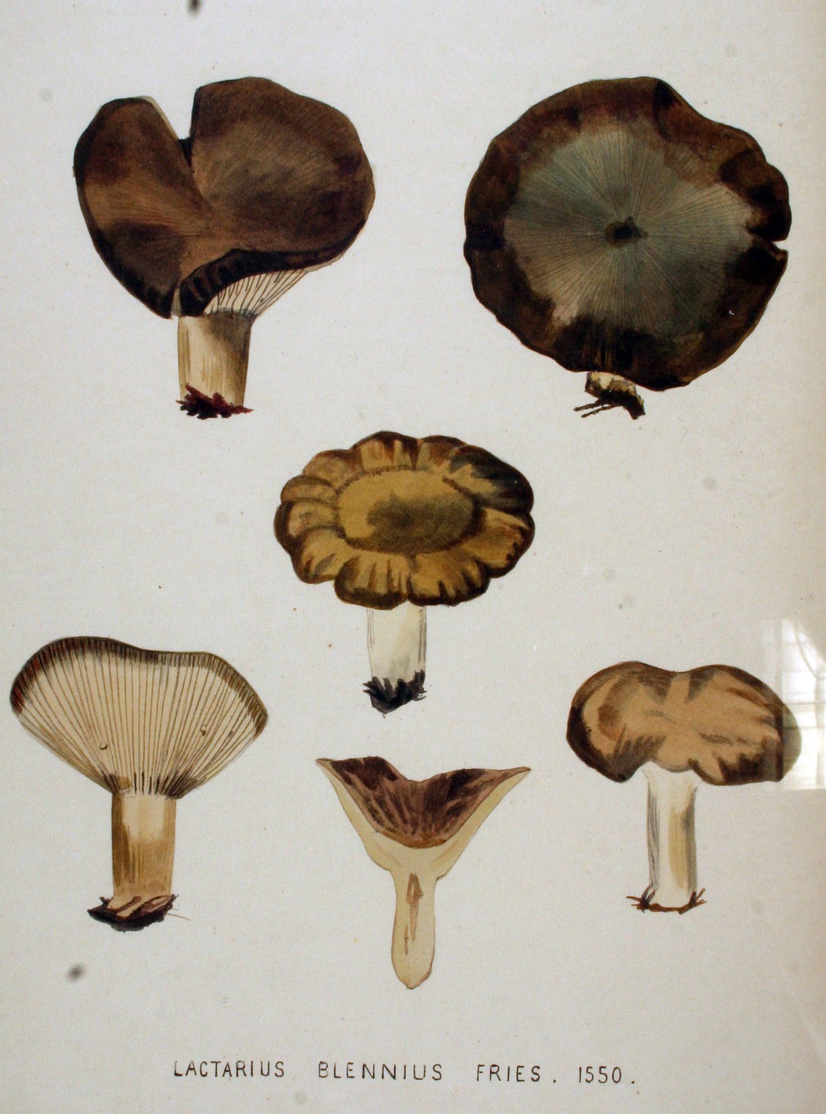 Beech milkcap — Photographs 2