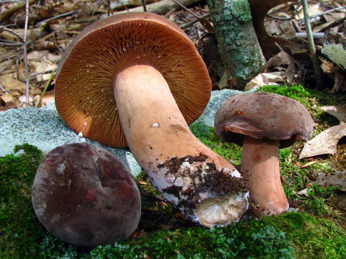 Lactifluus corrugis — Photographs 1