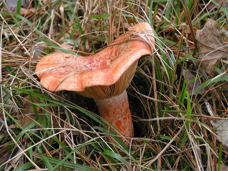 Delicious milk cap — Photographs 3