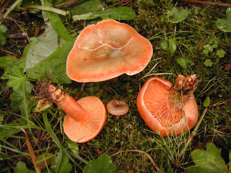 Delicious milk cap — Photographs 1