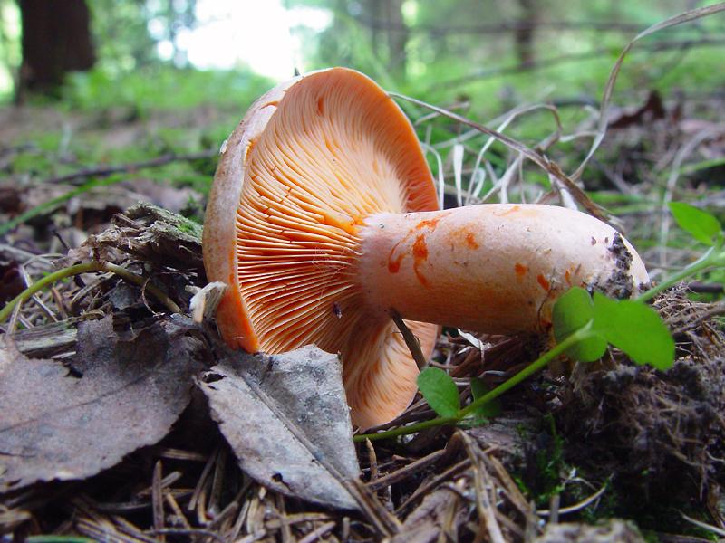 Delicious milk cap — Photographs 2