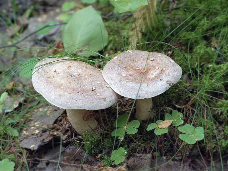 Verbogener Milchling — Fotos 1