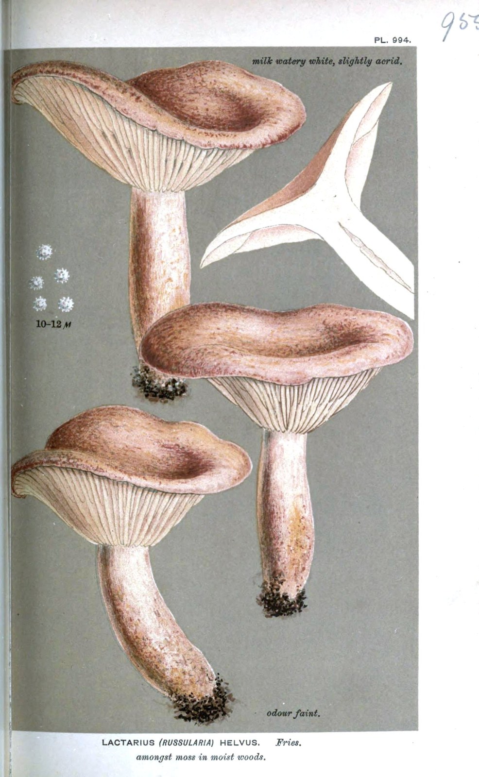 Filziger Milchling — Fotos 2