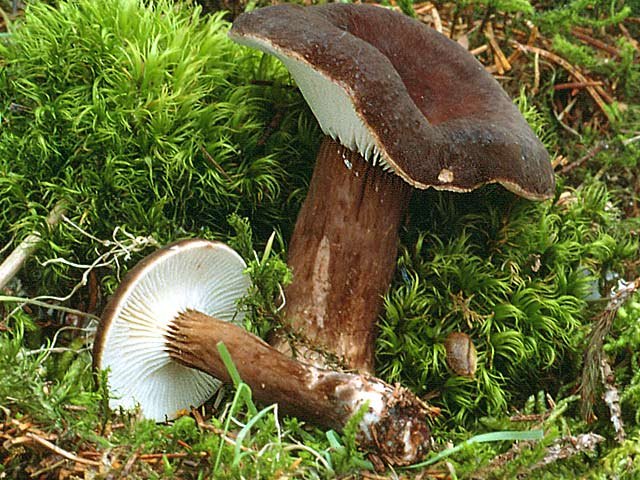 Mohrenkopf-Milchling — Fotos 1