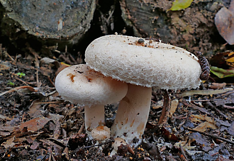 Flaumiger Birken-Milchling — Fotos 1