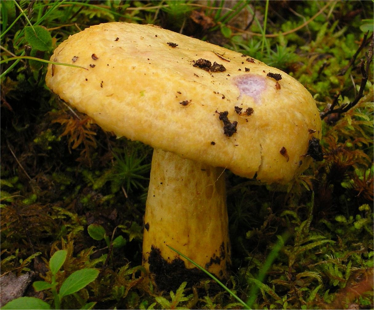 Zottiger Violett-Milchling — Fotos 1