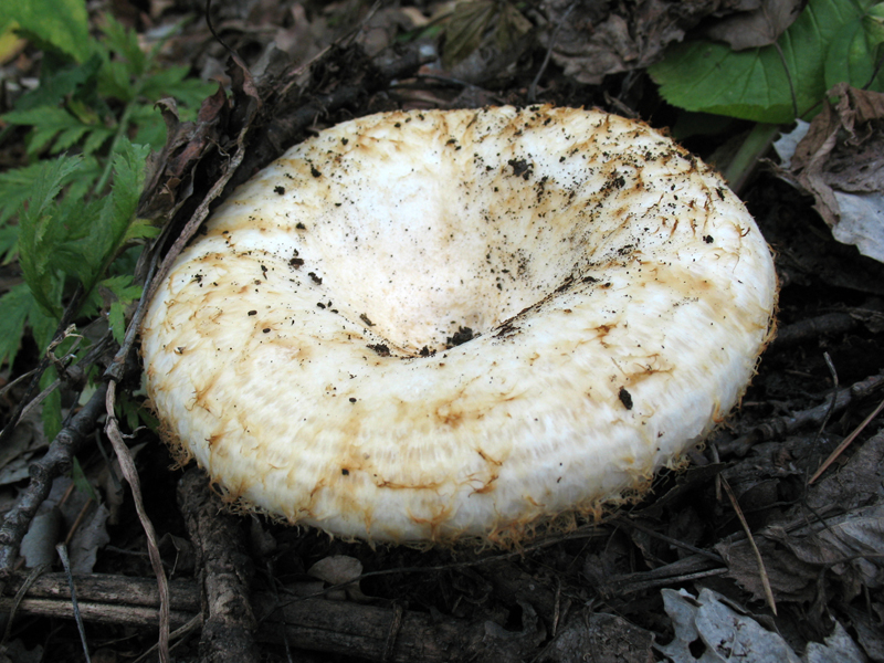 Rollrim milkcap — Photographs 1
