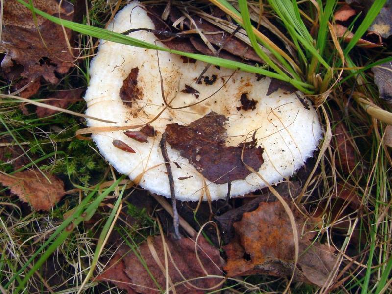 Rollrim milkcap — Photographs 2