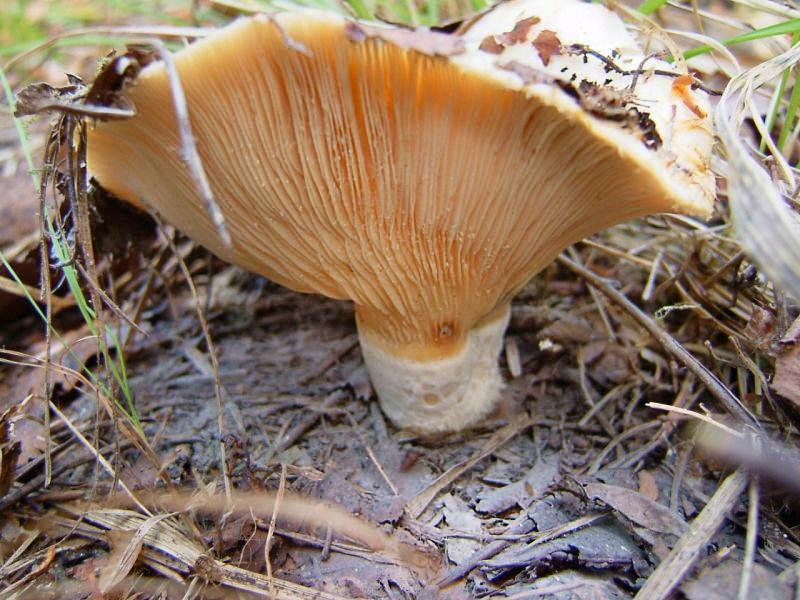 Rollrim milkcap — Photographs 3