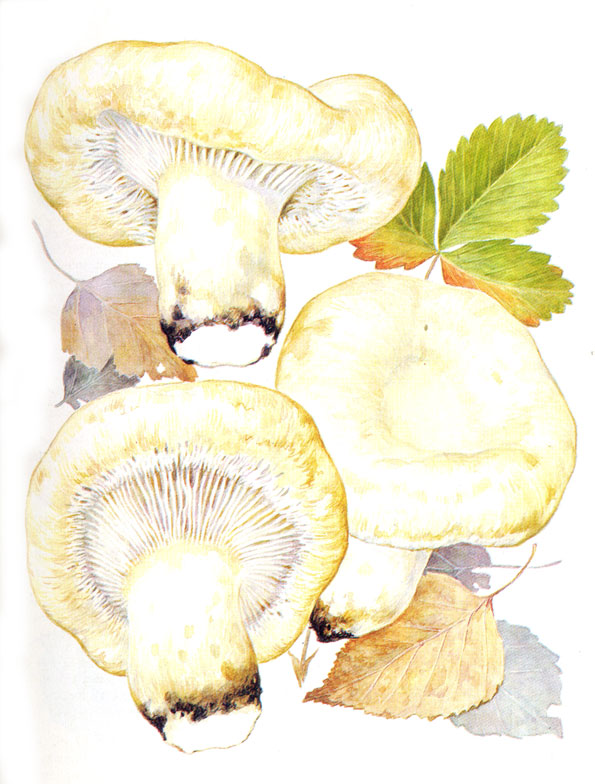 Rollrim milkcap — Photographs 5
