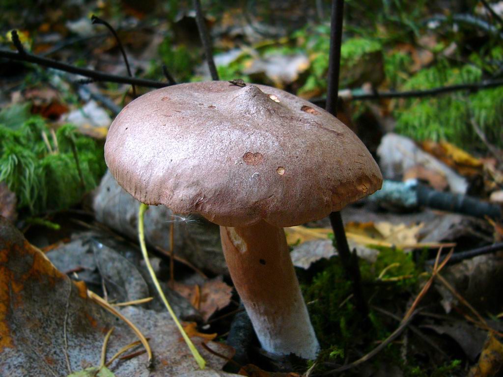 Rotbrauner Milchling — Fotos 2