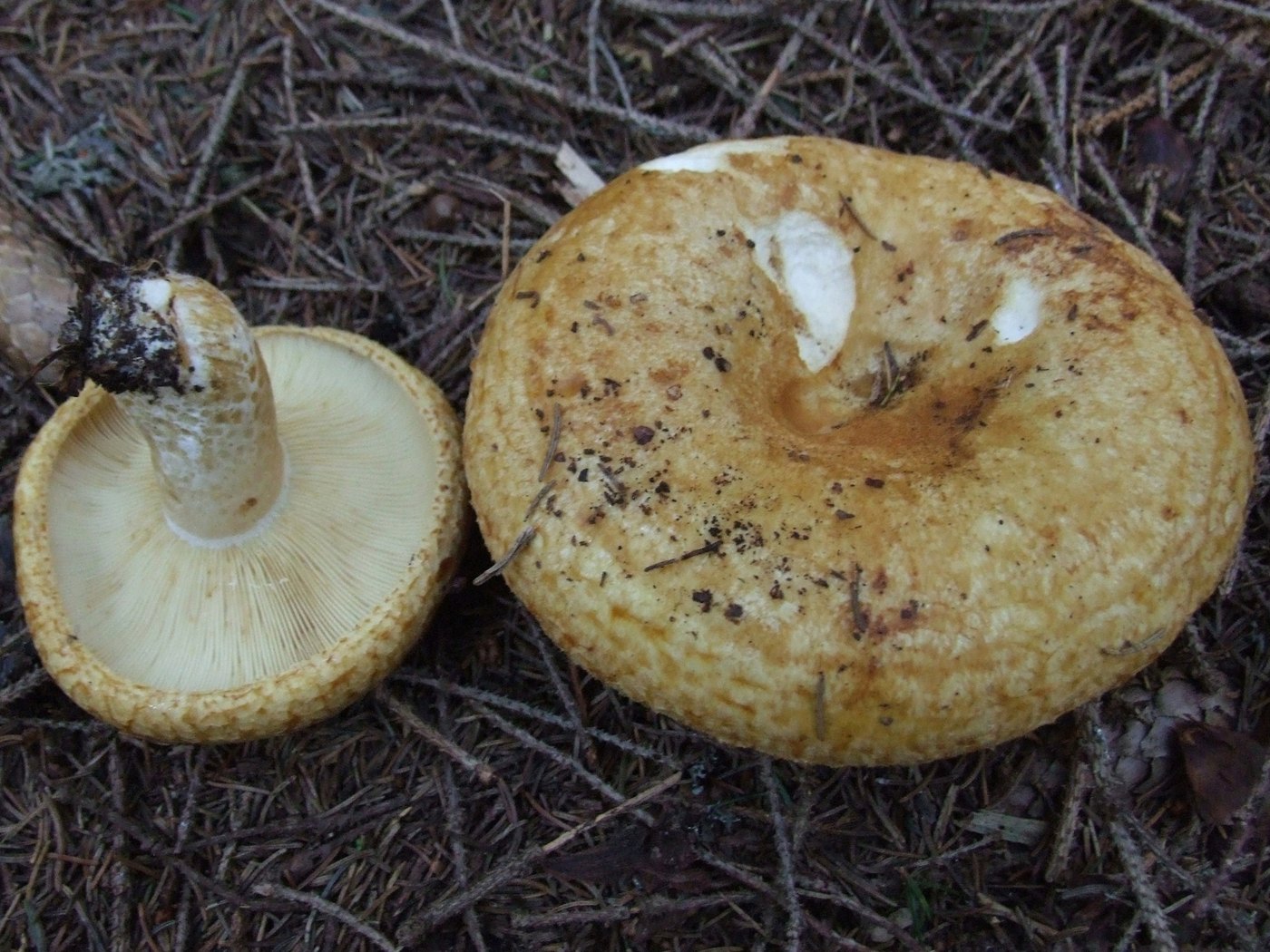 Grubiger Milchling — Fotos 1