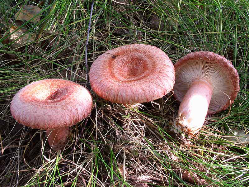 Birken-Milchling — Fotos 1