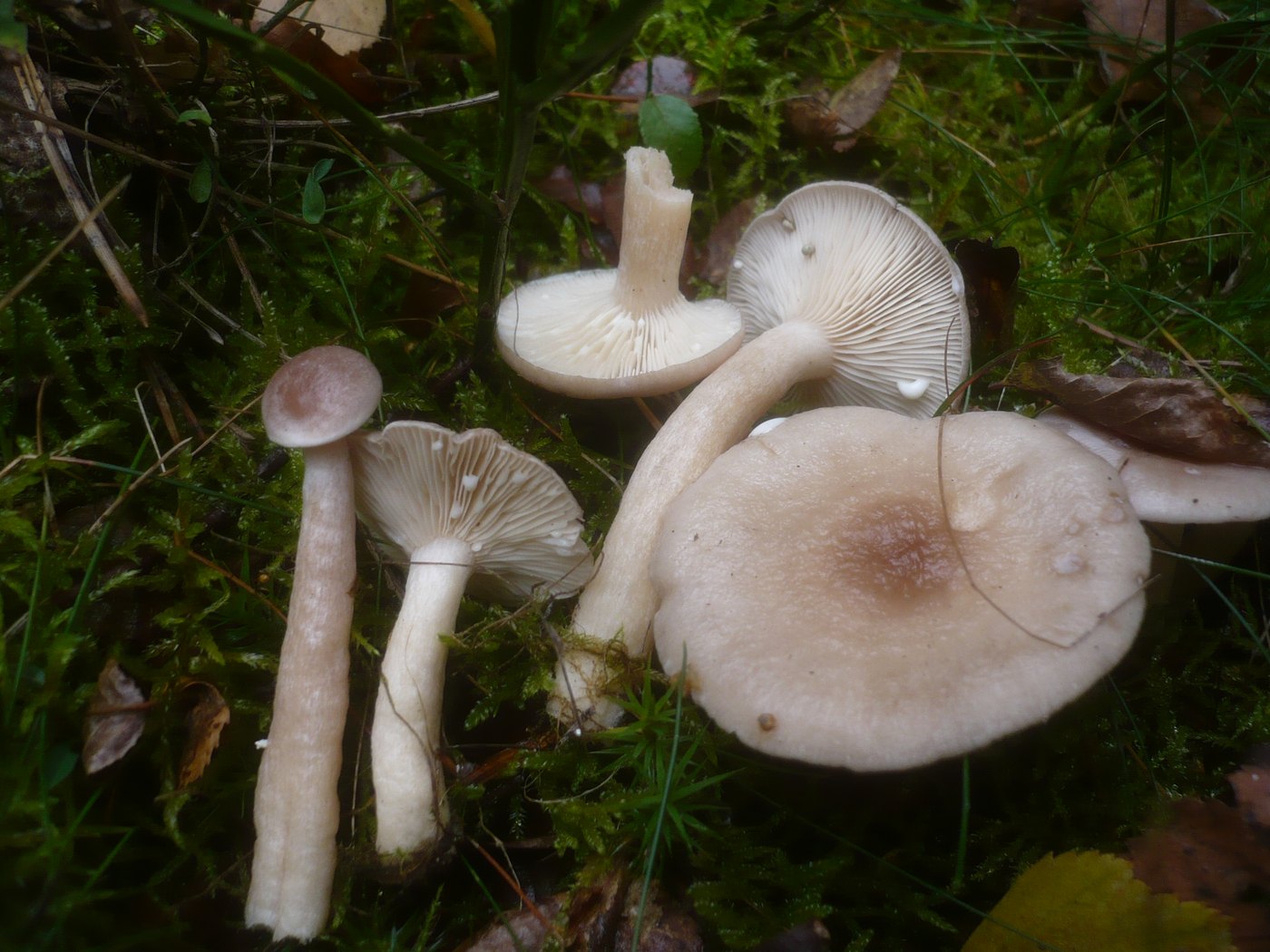 Grey milkcap — Photographs 1