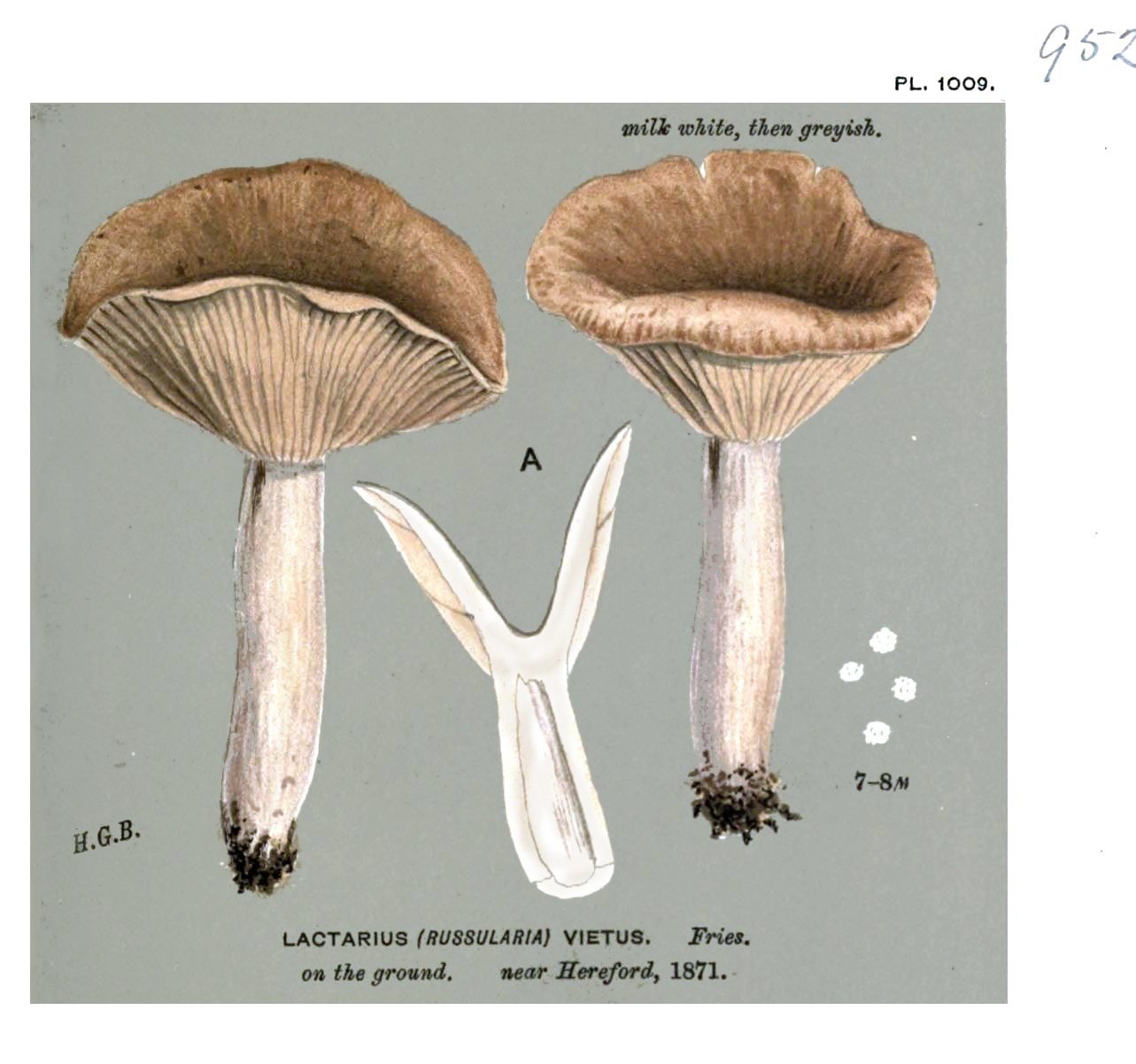 Grey milkcap — Photographs 2