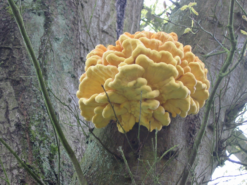 Chicken of the woods — Photographs 1