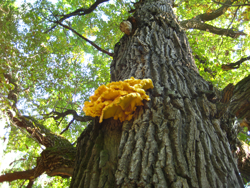 Chicken of the woods — Photographs 2