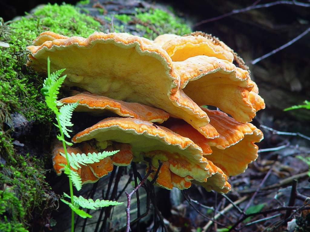 Chicken of the woods — Photographs 3