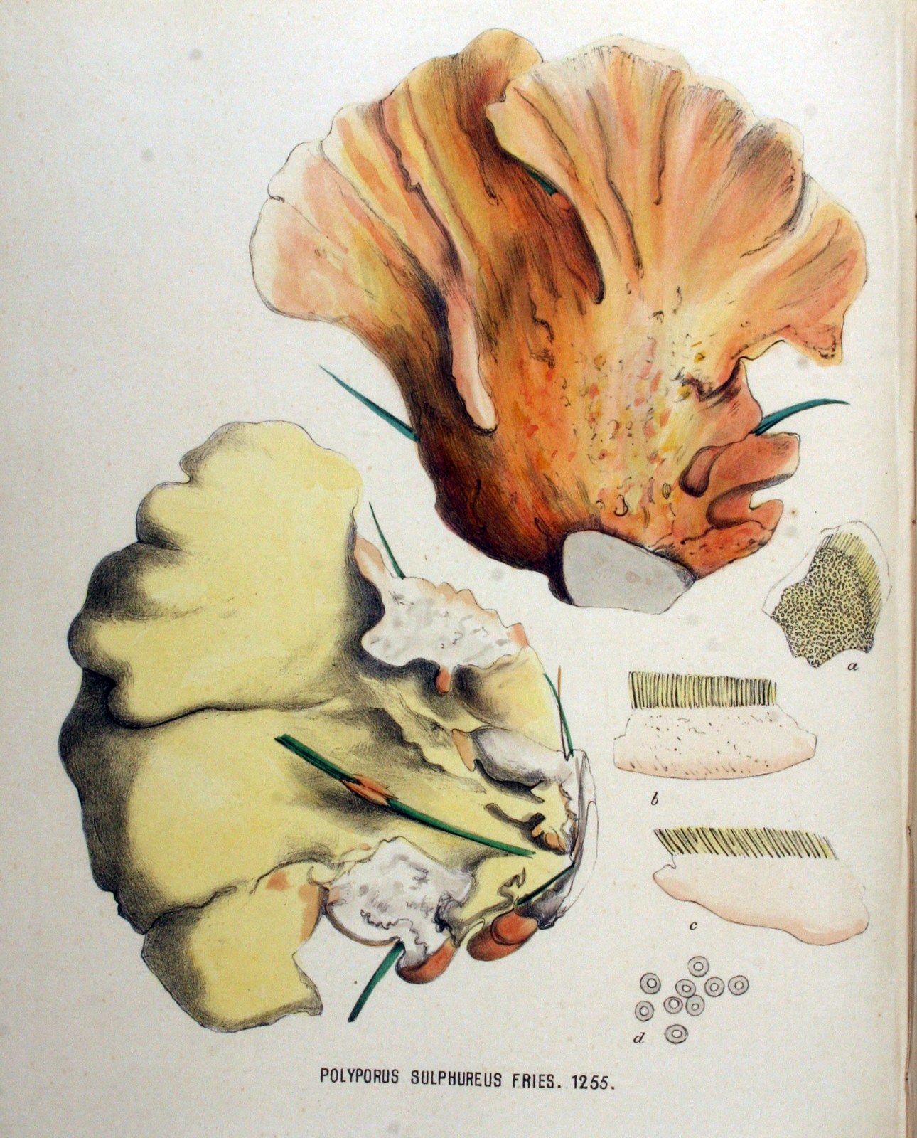 Chicken of the woods — Photographs 4