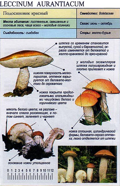 Подосиновик красный — Фотографии 3