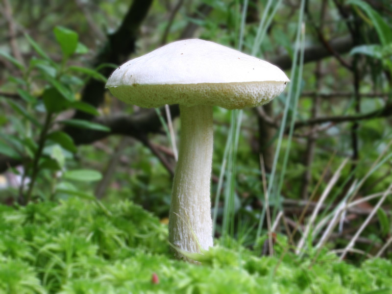 White birch bolete — Photographs 1