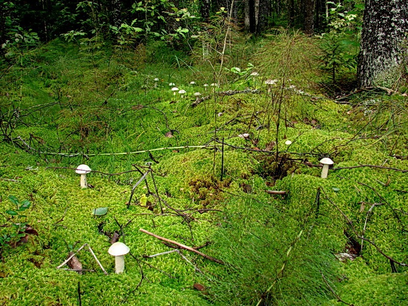White birch bolete — Photographs 3