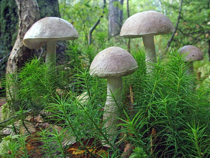 White birch bolete — Photographs 2