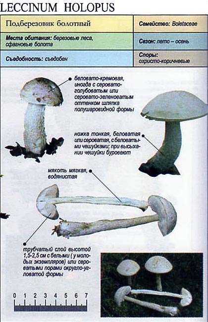 White birch bolete — Photographs 4