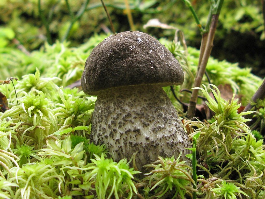 Mottled bolete — Photographs 1
