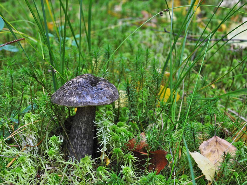 Mottled bolete — Photographs 2