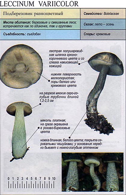 Mottled bolete — Photographs 3