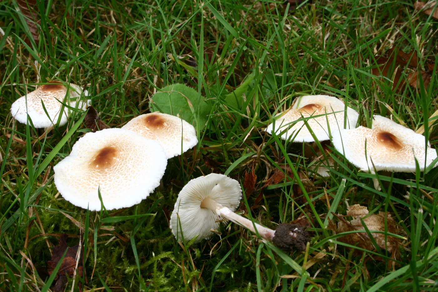 Stink-Schirmling — Fotos 1