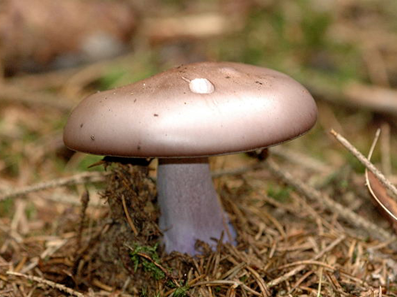 Collybia nuda — Photographs 1