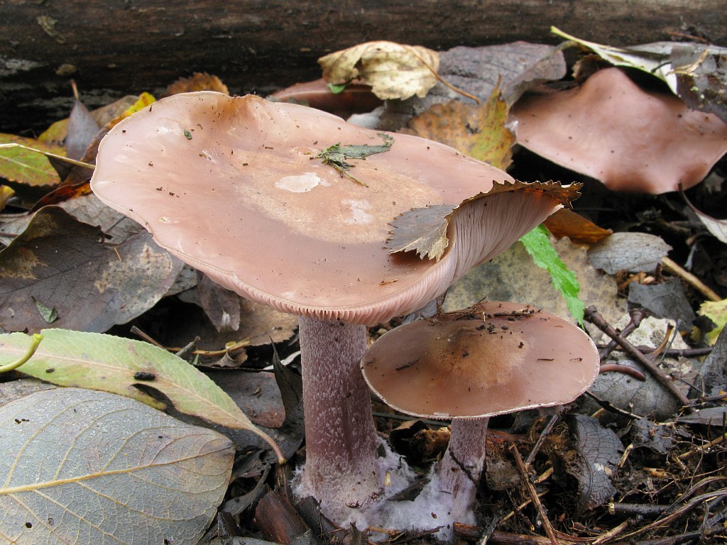 Collybia nuda — Photographs 2