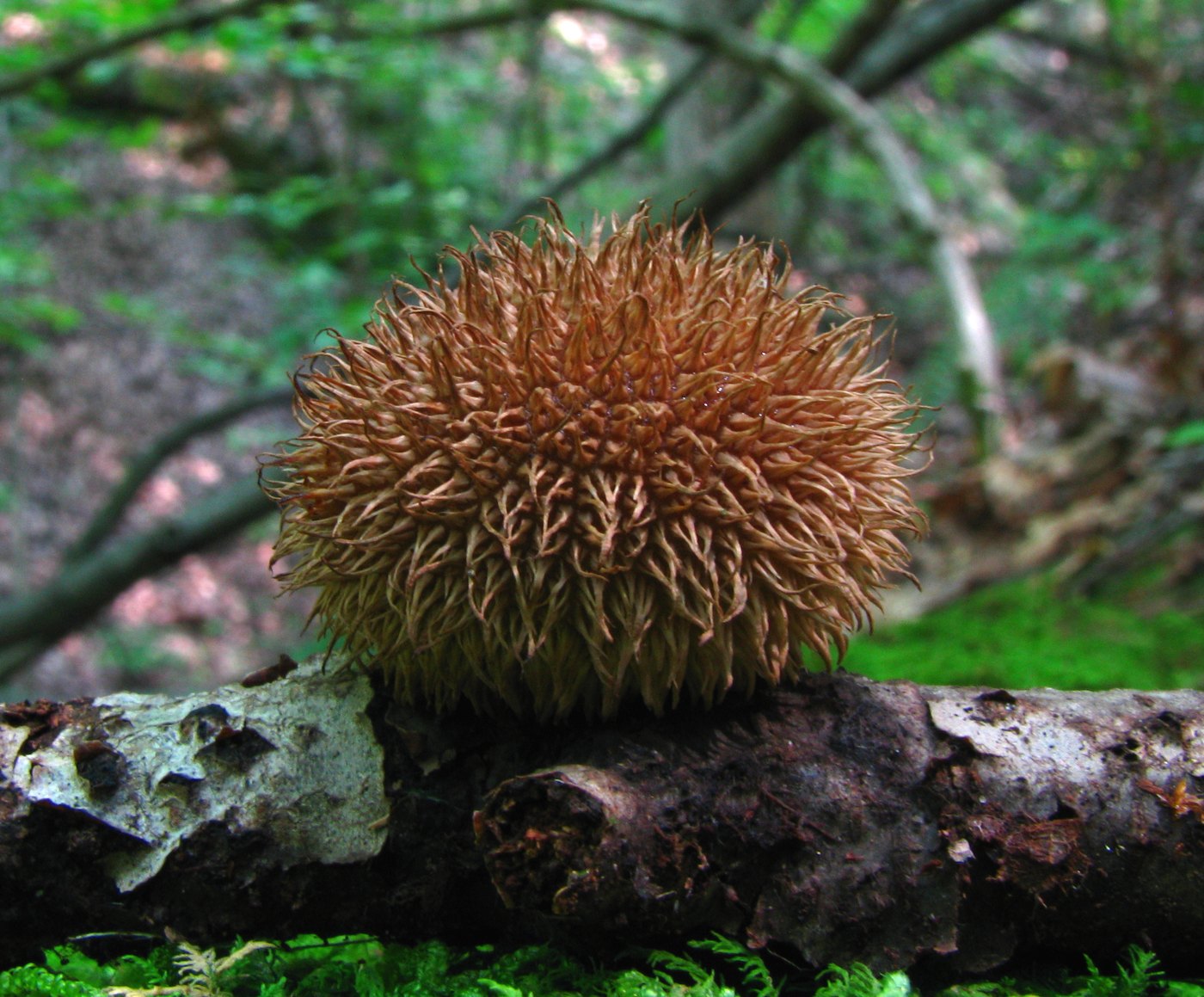 Igel-Stäubling — Fotos 1