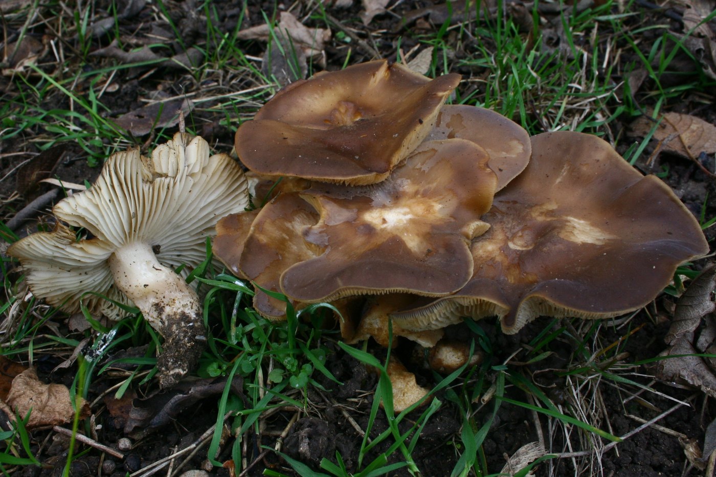 Büscheliger Rasling — Fotos 1
